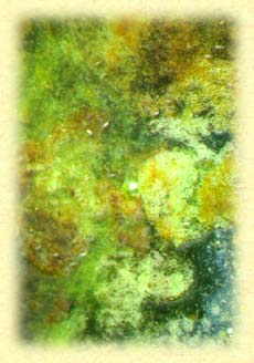 6a